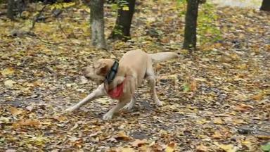 拉布拉多狗跑到玩具球前，追逐并试图抓住它