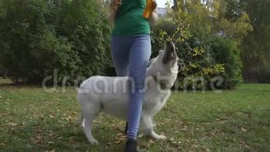 狗和主人玩，表演把戏。 一只白色的瑞士牧羊犬在主人的腿`橡胶后面奔跑