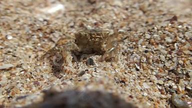 小螃蟹在沙滩上