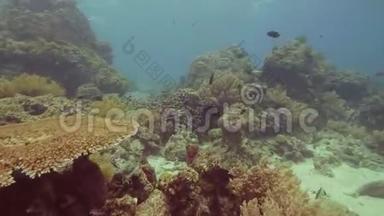 美丽的珊瑚礁和热带鱼在水下游泳。 令人惊叹的珊瑚礁、海岸和海洋鱼类
