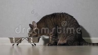 漂亮的猫坐在食物碗旁边，放在地板上吃东西