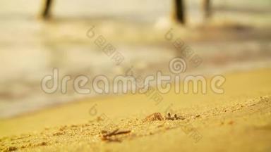 螃蟹在沙滩上挖掘工作