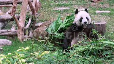 关闭一个可爱的大<strong>熊猫吃竹子</strong>动物园