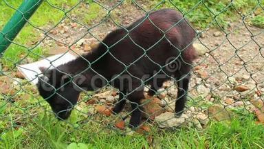 黑色和红色的小山羊在篱笆后面吃草，吃草