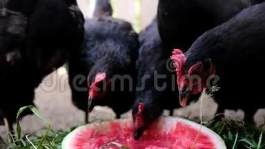 成群的鸡在农场啄西瓜，鸟儿吃浆果，特写慢动作
