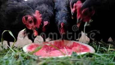 鸡在农场啄西瓜，黑鸟在户外吃浆果，动作缓慢