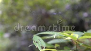 深蓝的近景，紫色蜻蜓栖息在绿叶植物上
