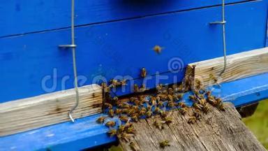 慢动作视频。 蜜蜂绕着蜂巢<strong>转圈</strong>，把新鲜的花蜜和花粉放进蜂巢里