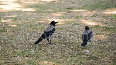 一对两只黑乌鸦在公园或森林里的绿色草坪上散步，寻找食物。 鸟生活的观察..