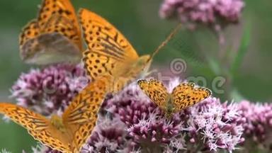 飞舞的蝴蝶，大自然花朵上的蝴蝶，带着昆虫的园景