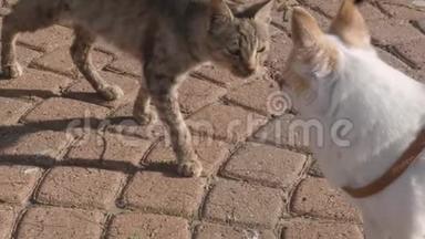 一只流浪猫遇见一只绑着皮带的小狗