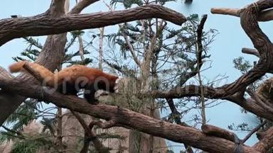 一棵树上的红熊猫。 可爱的小熊猫在树上寻找食物