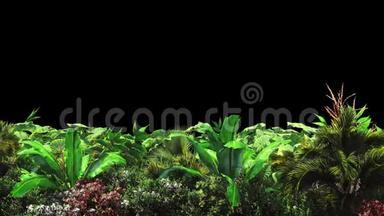 热带植物在风中。 有阿尔法频道。 编<strong>解码器</strong>-PNG阿尔法。 美丽的夏天循环的背景。