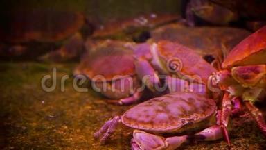 螃蟹，水族馆里的甲壳类螃蟹