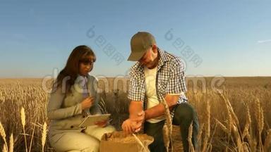商界妇女和农民在实地的团队合作。 农学家和农夫手里拿着一粒麦子