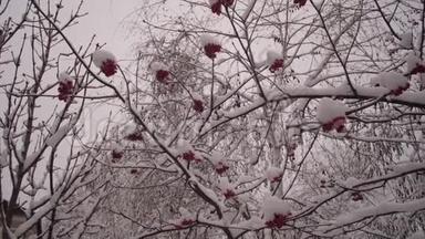 冬天的振动树，红色浆果覆盖着雪。 冬季圣诞公园。 无叶树枝上的雪
