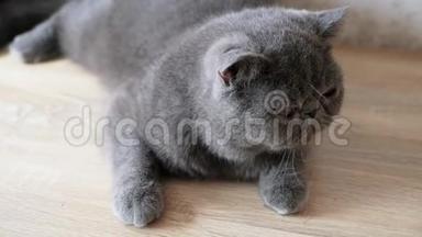 灰色的短毛猫在灰色的特写上。