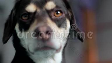 一只棕色的小狗在镜头里看着窗外的特写镜头