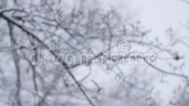 雪落在模糊的背景上，积雪覆盖着树木。 <strong>很大</strong>的雪花。