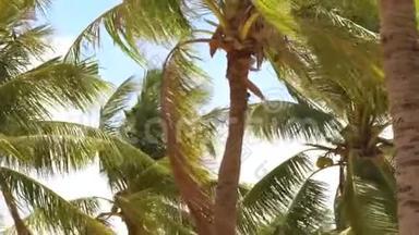 热带棕榈树在夏季<strong>海</strong>滩的<strong>海</strong>风中挥舞。 美丽的椰子棕榈在热带<strong>海</strong>岸<strong>蓝天海</strong>洋