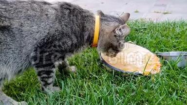 家庭猫在自家后院的草地上吃吃喝喝的特写视频
