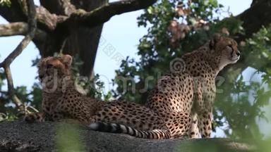 2只猎豹在岩石上的Acinonyxjubatus休息室，动物园里圈养的漂亮猫，猎豹发出警告