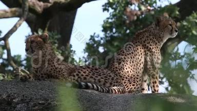 2只猎豹在岩石上的Acinonyxjubatus休息室，动物园里<strong>圈养</strong>的漂亮猫，猎豹发出警告