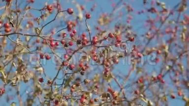 红山楂浆果在光秃秃的树枝上，没有叶子对着天空。 在寒冷的早晨，红山楂浆果