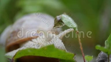 绿叶上的白蜗牛