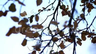 特写镜头，映衬着蓝天，一棵树的枝条上泛黄，枯叶.. 晚秋。