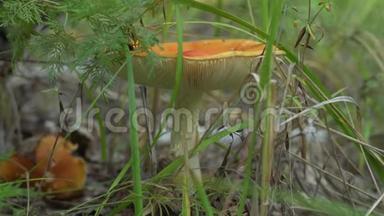 青草中成熟的蘑菇。 夏日森林的景象。 绿叶和白菇.. 天然蘑菇生长。 生态旅游