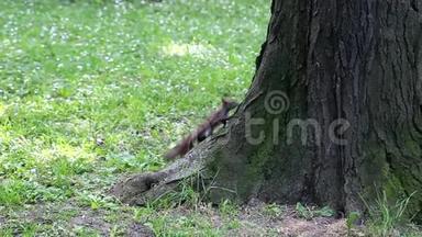 公园里爬树的红松鼠