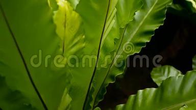 鸟巢`蕨，蕨类植物. 野生乐园热带雨林丛林植物为天然花卉背景.. 抽象纹理