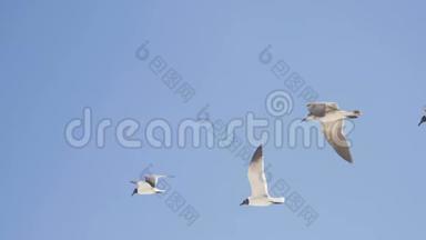 一只海鸥在天空中翱翔。 特写镜头。 4K