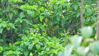 褐色的太阳鸟栖息在树枝上