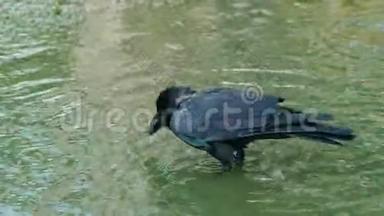 黑乌鸦享受水浴