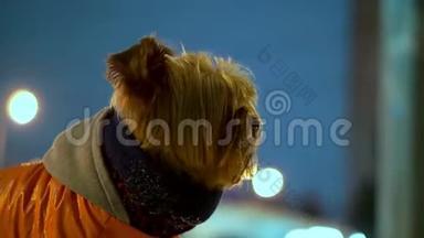 约克郡猎犬穿着橙色羽绒服，晚上站在雪城的街道上。 她迷路了，找不到