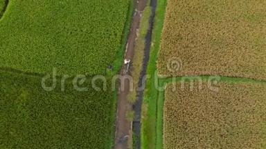 空<strong>中</strong>拍摄的一个农民与一个靠山，正在沿着一条<strong>小路</strong>在一个大稻田<strong>中</strong>间。 水稻作物概念