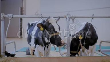 <strong>两头奶牛</strong>在农业动物展览会上吃干草