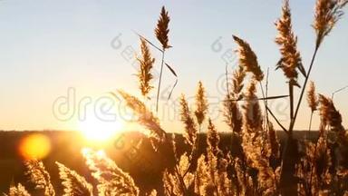 在金色的夕阳下，美丽的黄草在广阔茂密的<strong>农田</strong>里。 4k