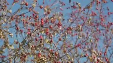 红山楂浆果在光秃秃的树枝上，没有叶子对着天空。 在寒冷的早晨，红山楂浆果