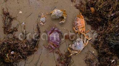 风暴过后，海滩上的海藻和海草中有不同的螃蟹。
