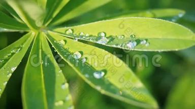 在阳光下雨后，卢平绿的叶子被雨滴的露水紧紧地贴在上面。 大自然夏季背景