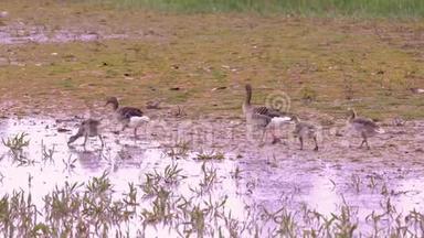 <strong>大雁</strong>一家人在湿地上散步