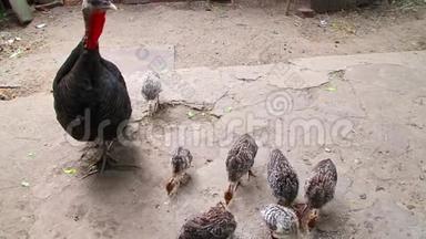 土耳其在农场的家禽饲养场饲养小鸡