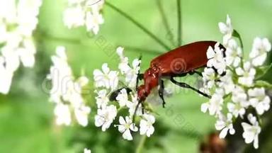 红头红衣主教甲虫，红衣主教甲虫，沙棘