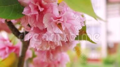 粉红色的开花树。 春天的树开着美丽的粉红色的花
