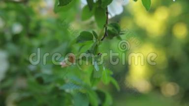 瓢虫在绿树叶上爬行，背景模糊。 在瓢虫爬行蚂蚁旁边。