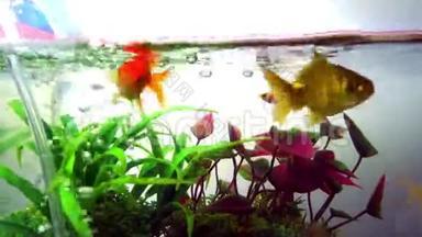 金色的鱼或金鱼漂浮在水下，在新鲜的<strong>鱼缸里</strong>，有绿色的植物。 海洋生物。 4K