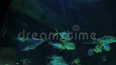 水族馆里有蓝色和黄色条纹的鱼。 <strong>总计</strong>划
